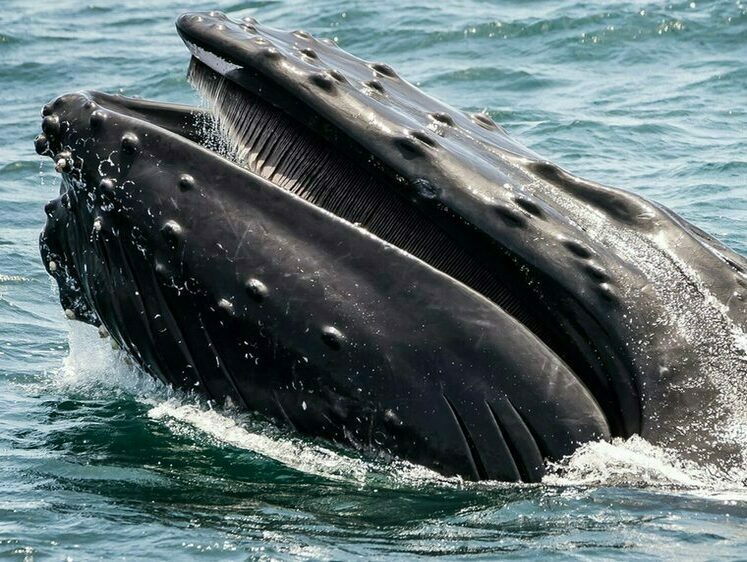 Изображение Нам нужны еще три серых кита. Чукчи закрывают китобойный сезон
