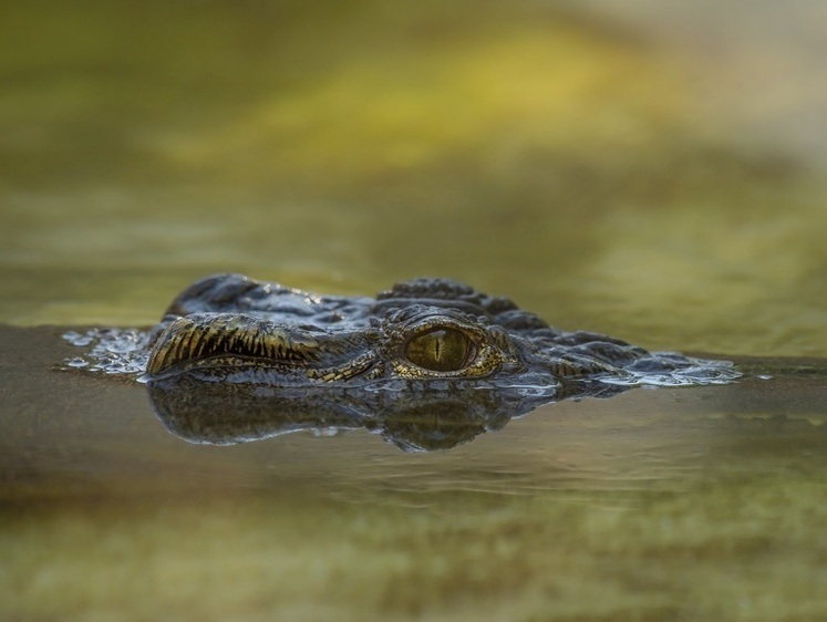 «Это не бревно в воде!»: в Техасе крокодил захотел девочек на обед