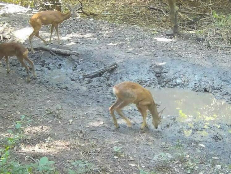 Зачем дикие звери купаются в грязных лужах