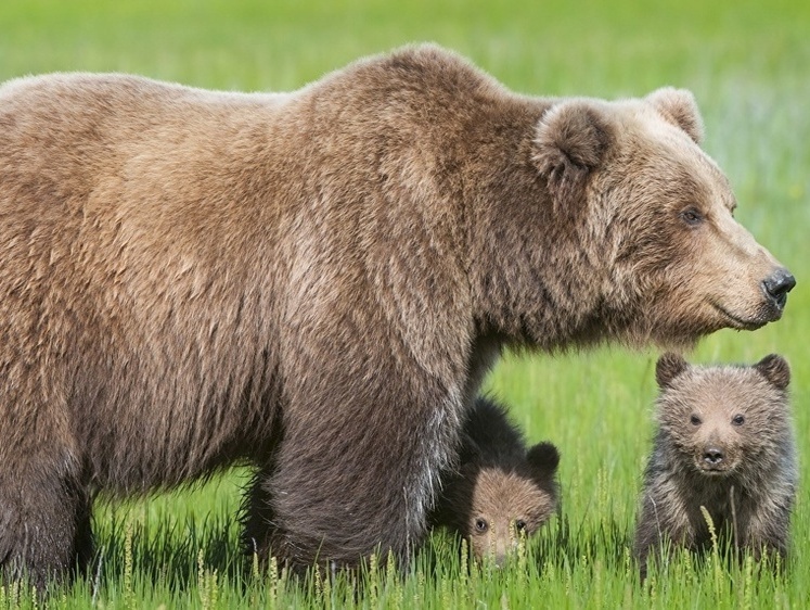 Изображение На Сахалине два медвежонка провалились в открытый люк