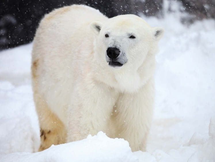 Изображение На Урале в зоопарке скончалась известная белая медведица Айна