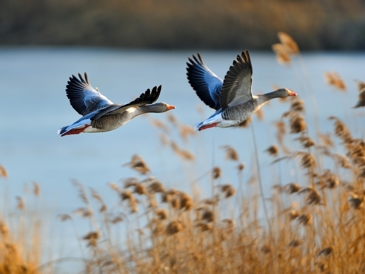 Изображение За дикой птицей: осенняя охота на Нижней Волге откроется 23 сентября