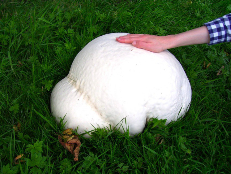 Изображение Заработать миллионы на грибах: самые дорогие не только трюфели