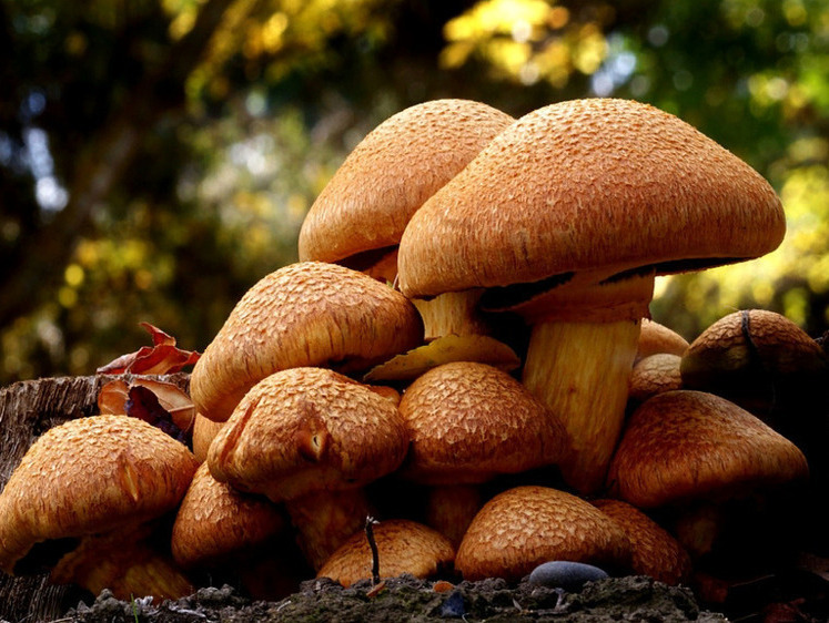 Изображение В лесах Новосибирской области грибы можно собирать до ноября
