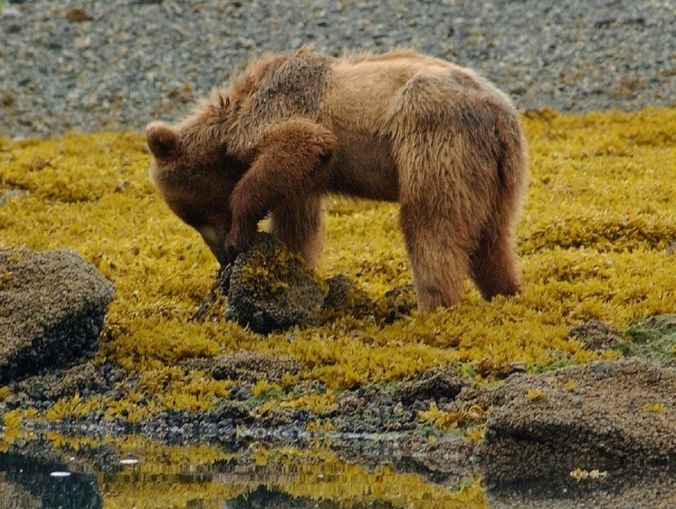 Изображение Захват территорий: ярославские медведи увеличили популяцию в два раза
