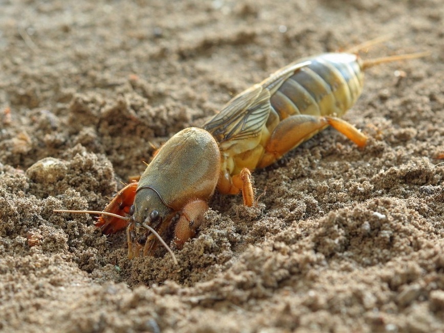 Изображение Фото: stop-klopu.com. 