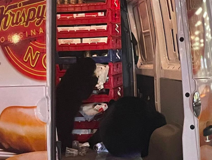 Изображение Медведи-сладкоежки разграбили фургон с пончиками на Аляске