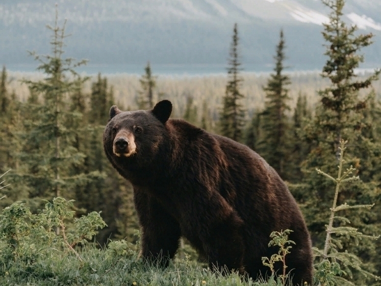 Изображение Пришлось застрелить медведя, который не хотел уйти в лес  