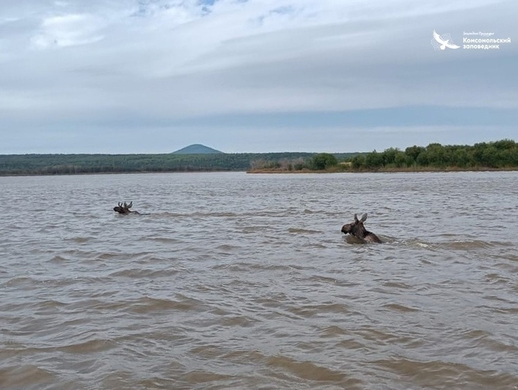 Лось переплыв реку