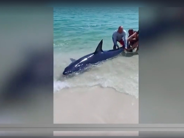 Изображение Во Флориде спасли акулу, выброшенную приливом на пляж
