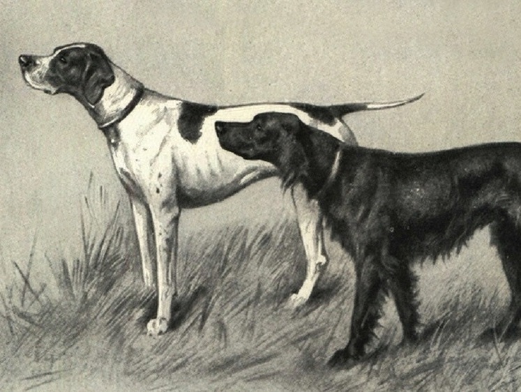 О правилах испытаний легавых собак по болотной и полевой дичи