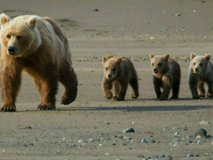 Изображение Гобийский бурый медведь станет символом Монголии