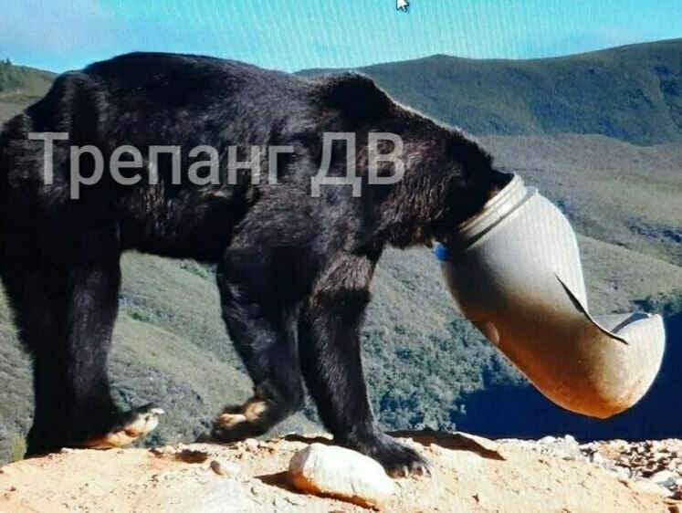 Изображение В Испании медведя усыпили, чтобы снять бидон с его головы
