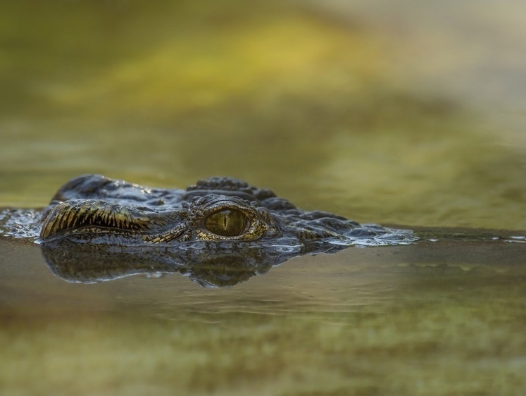 Изображение Всем привет: во Флориде огромный крокодил приплыл на городской пляж