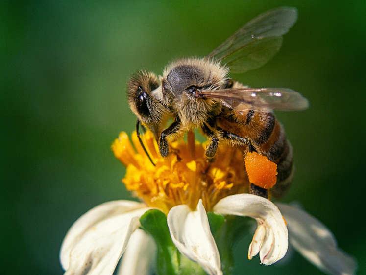 Изображение Пчела попала в рот: что делать