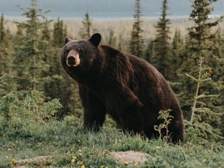 Изображение Смотри ему в глаза, молитву произнося: что делать увидев медведя