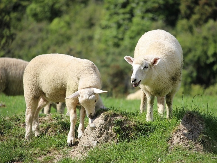Изображение Фермеры открыли рот: молния убила целое стадо алтайских овец (видео)