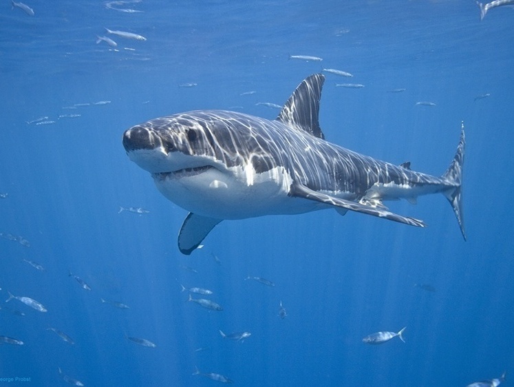 Изображение На Сахалине акула вцепилась в улов рыбаков и съела его живьем (видео)