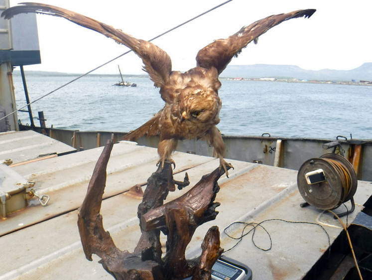 Изображение Чучело редкого ястреба из Японии изъято у российского рыбака (фото)