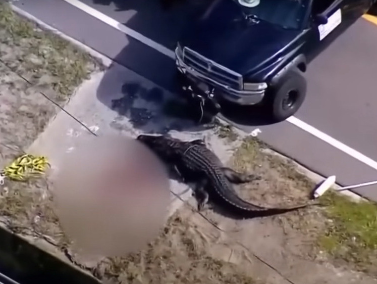 Изображение Во Флориде убили гигантского аллигатора с останками женщины в пасти