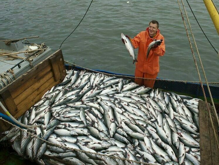Изображение Рыбы из Японии станет поступать меньше