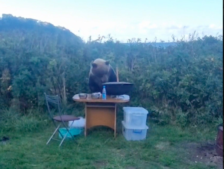Изображение Не ждали: на Курилах медведь отобрал у туристов суп