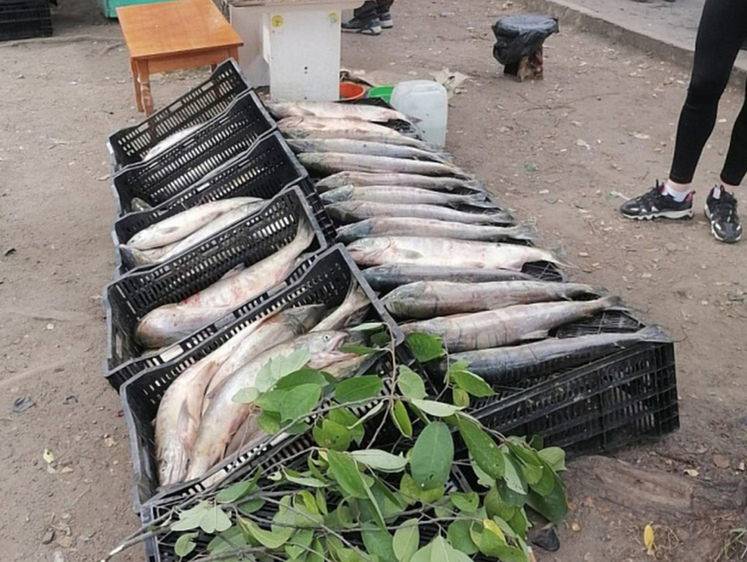 Изображение Хабаровских торговцев браконьерской рыбой ловят в городе 