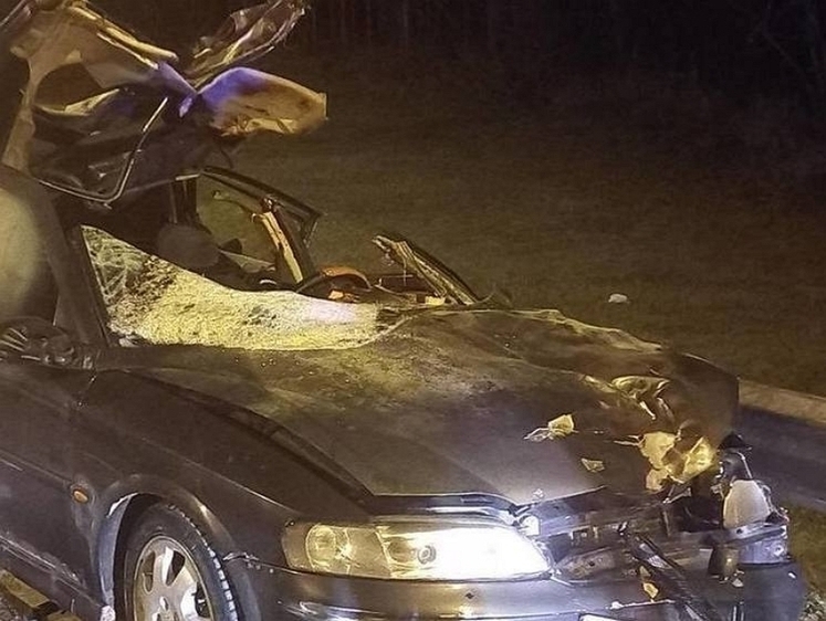 Изображение В Новгородской области погиб водитель иномарки из-за лося