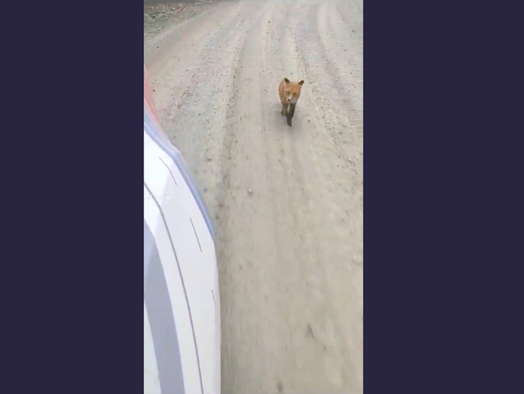 Изображение Лисица устроила кросс в надежде получить еду в Хабаровском крае