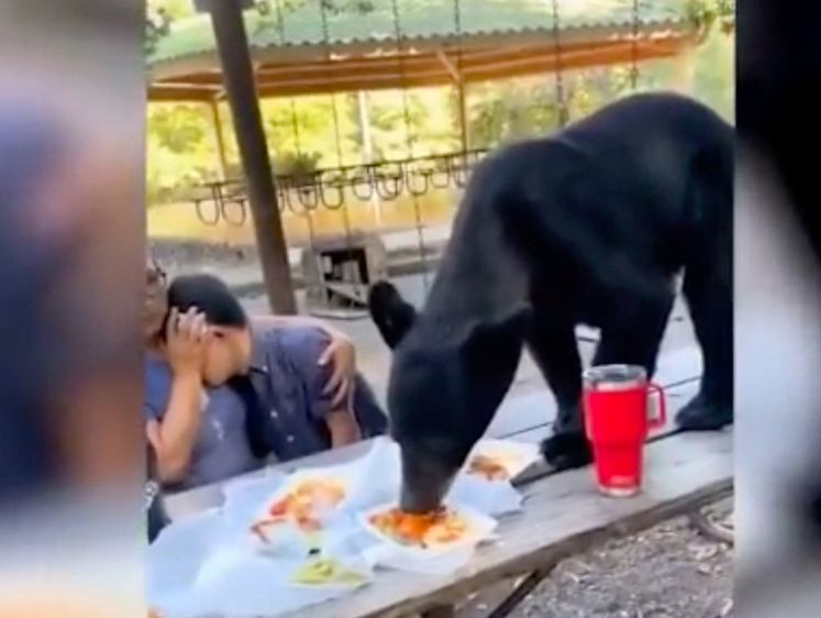 Изображение Голодный медведь съел семейный ужин на день рождения в Мексике