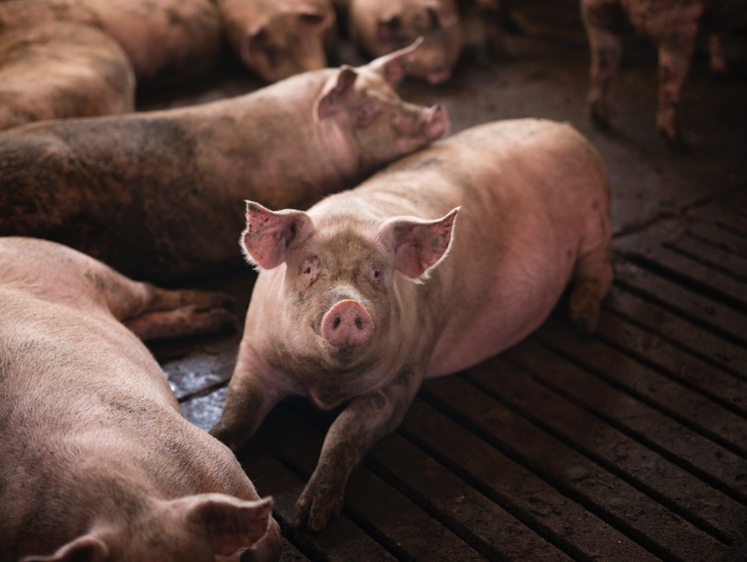 Изображение Поголовье свиней после вспышки чумы восстановят за год