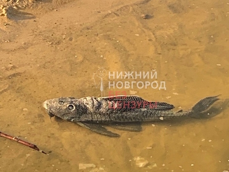 Изображение Рыба-мутант напугала нижегородца своим видом 