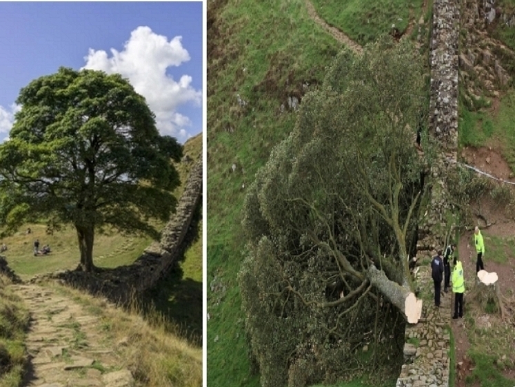 Изображение В Англии вандал уничтожил 300-летнее дерево Робин Гуда. Люди в шоке