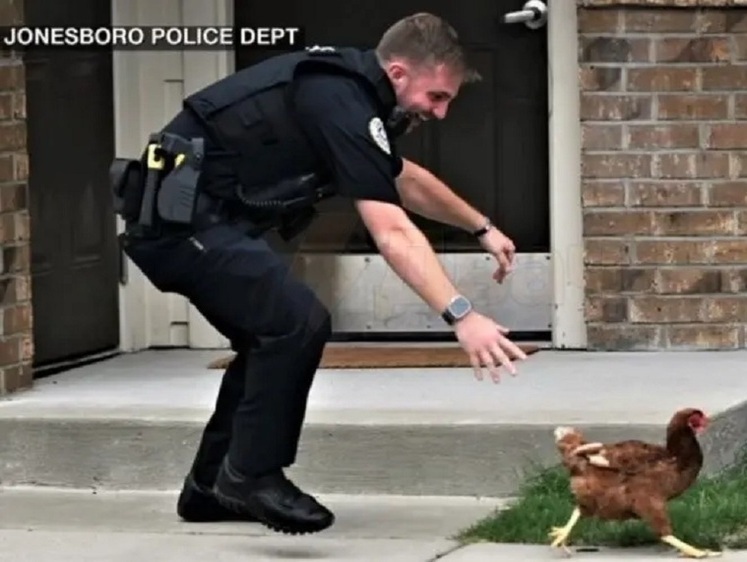 Изображение В Арканзасе полицейские арестовали домашнюю курицу-наседку