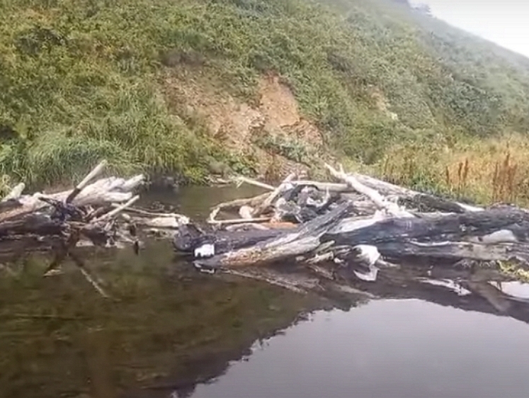 Изображение На Курилах лосось не пускают в реки на нерест