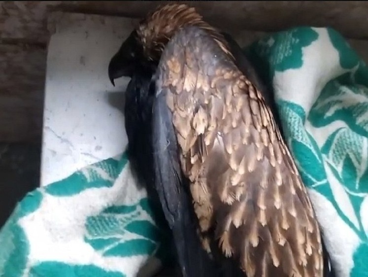 Изображение В Башкирии ветеринары спасают наглотавшегося битума орла-могильника