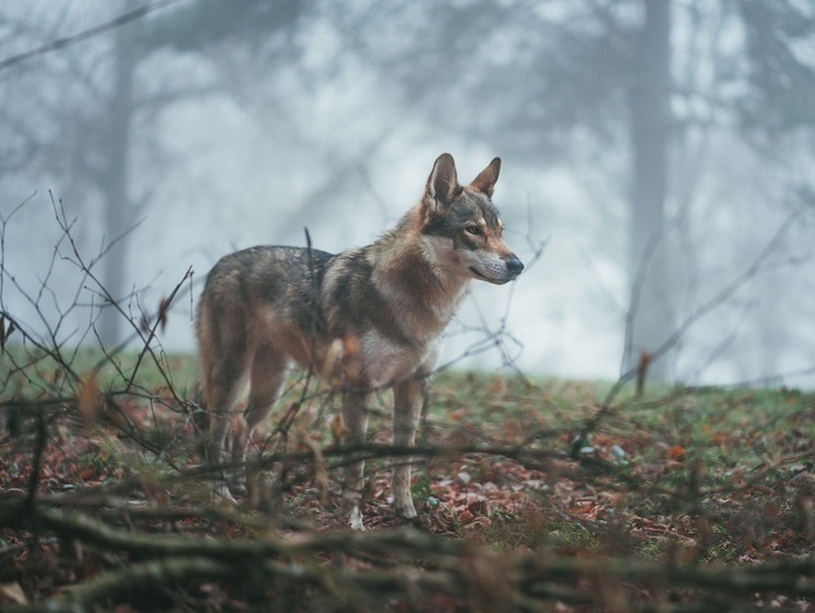 Изображение В Пермском крае охотники пристрелили прирученного волчонка