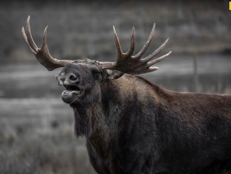 Изображение Нижегородцы освободили лося из ловушки с помощью трактора (видео)