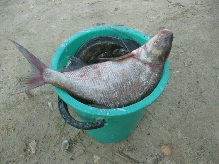 Изображение Новости рыбалки из Марий Эл