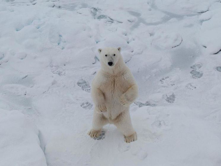 Изображение Медведь позировал на камеру капитана ледокола «50 лет Победы»