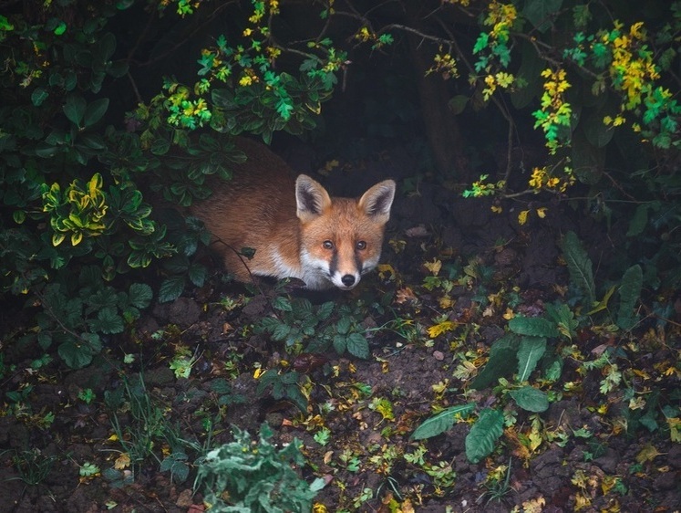Изображение Рыжие здесь как дома: жители Липецка прикормили диких лисиц