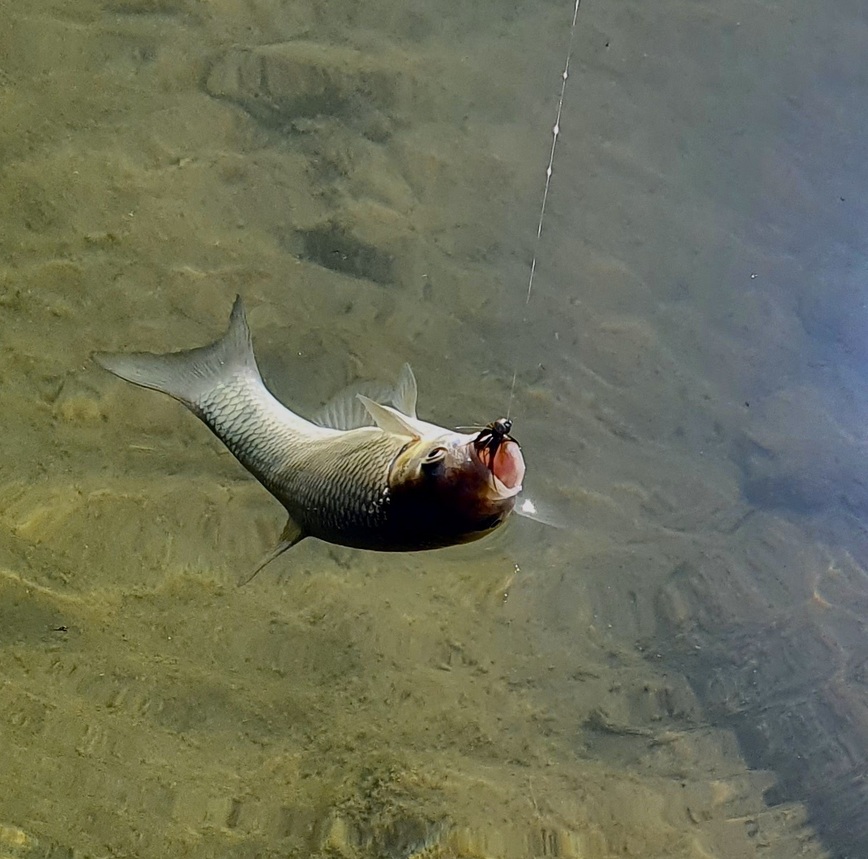 Изображение Сероперый разбойник соблазнился на искусственную мушку. Фото: Шеляга Геннадия. 