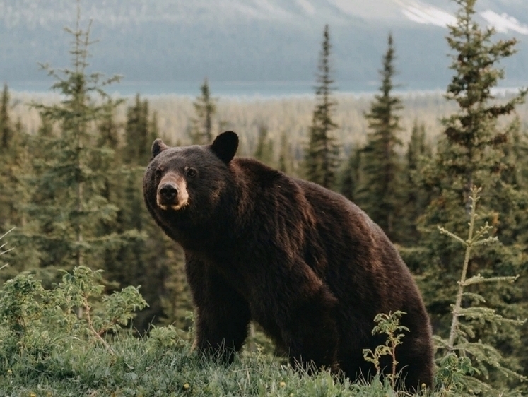 Изображение На Сахалине в лагерь туристов забрел не очень голодный медведь