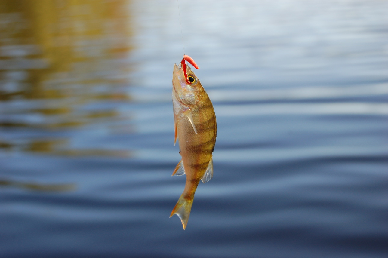 Изображение Фото: Яншевского Андрея. 