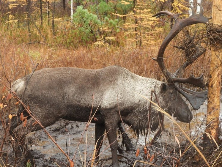 Изображение На Сахалине красавец-олень запутался рогами в проводах на дереве