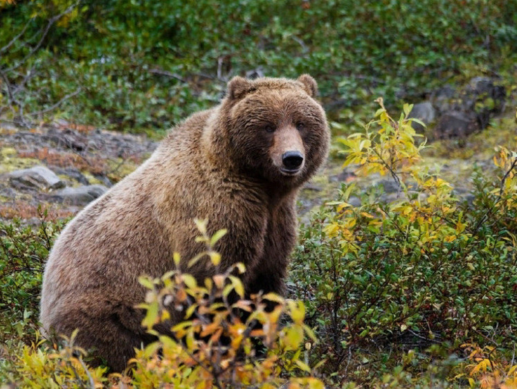 Изображение В Лесозаводске полиция и охотнадзор разыскивают медведя