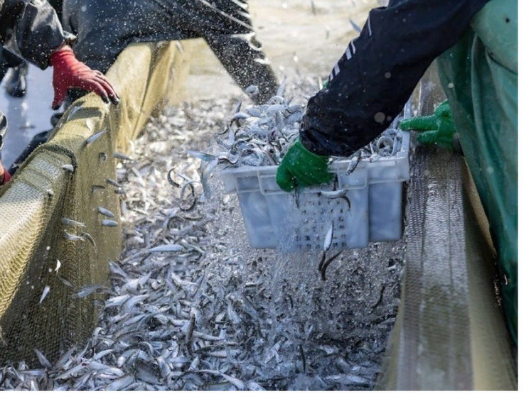 Изображение В Дагестане хотят вдвое увеличить добычу и переработку рыбы