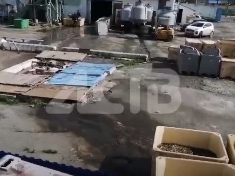 Изображение Как перерабатывают рыбу в Ново-Александровске: грязь, вонь, опарыши