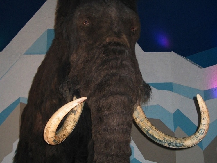 Изображение Древняя Ока: в России найдены нижегородские мамонты и бизоны
