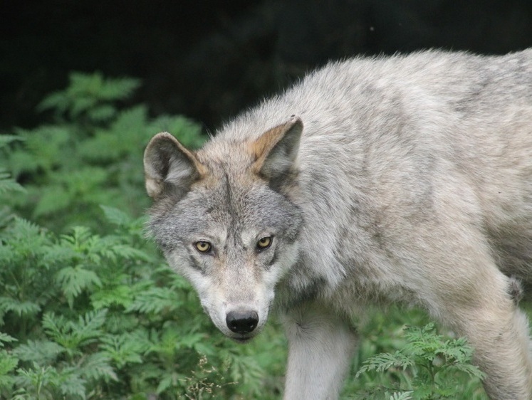Изображение Американские волки умеют обезглавливать бобров во время ночной охоты